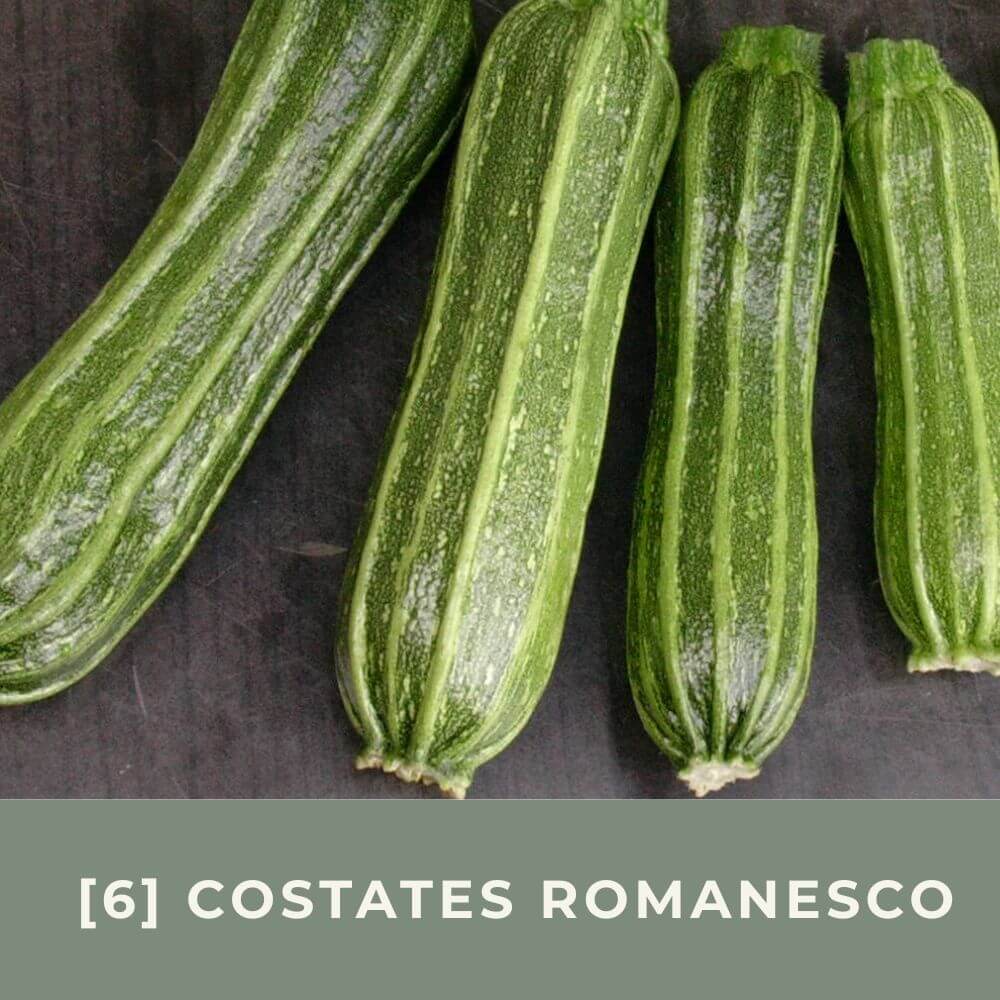 Zur Anzuchtanleitung für Zucchini Costates Romanesco