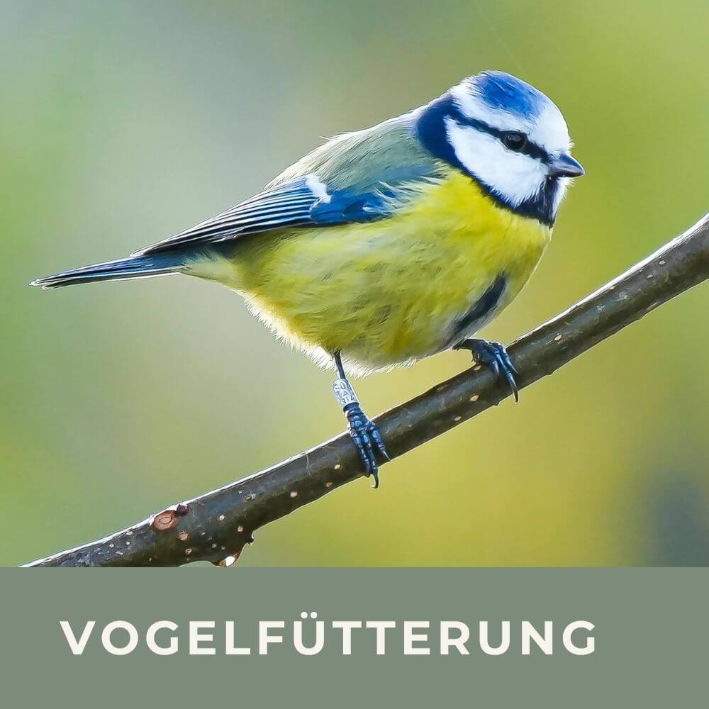 Zu den Infos für die ganzjährige Vogelfütterung
