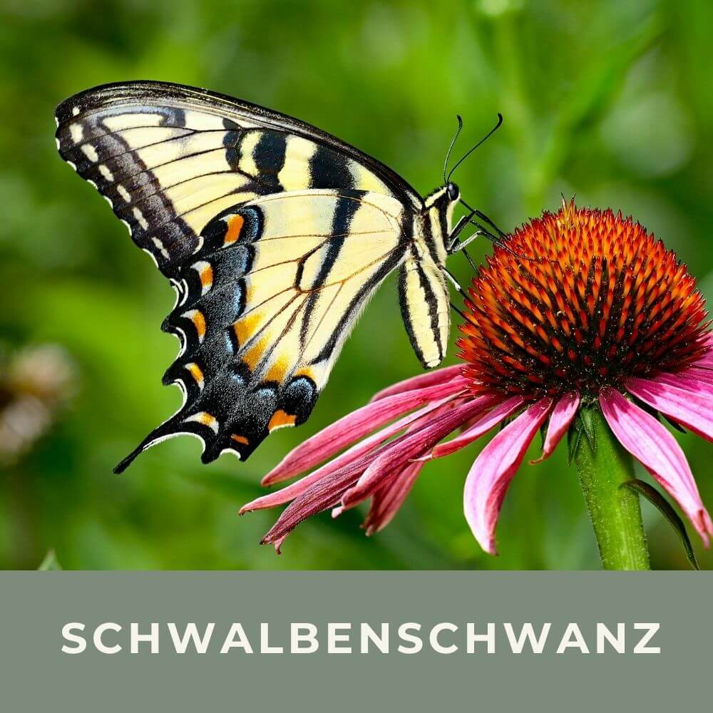 Infos zur Metamorphose des Schwalbenschanzes