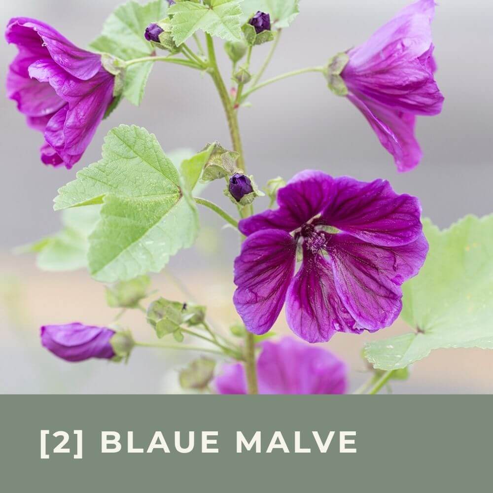 Zur Anzuchtanleitung für Blaue Malve