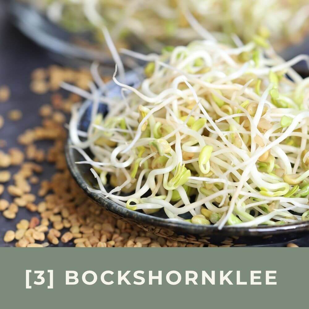 Zu den Infos für Bockshornklee-Sprossen