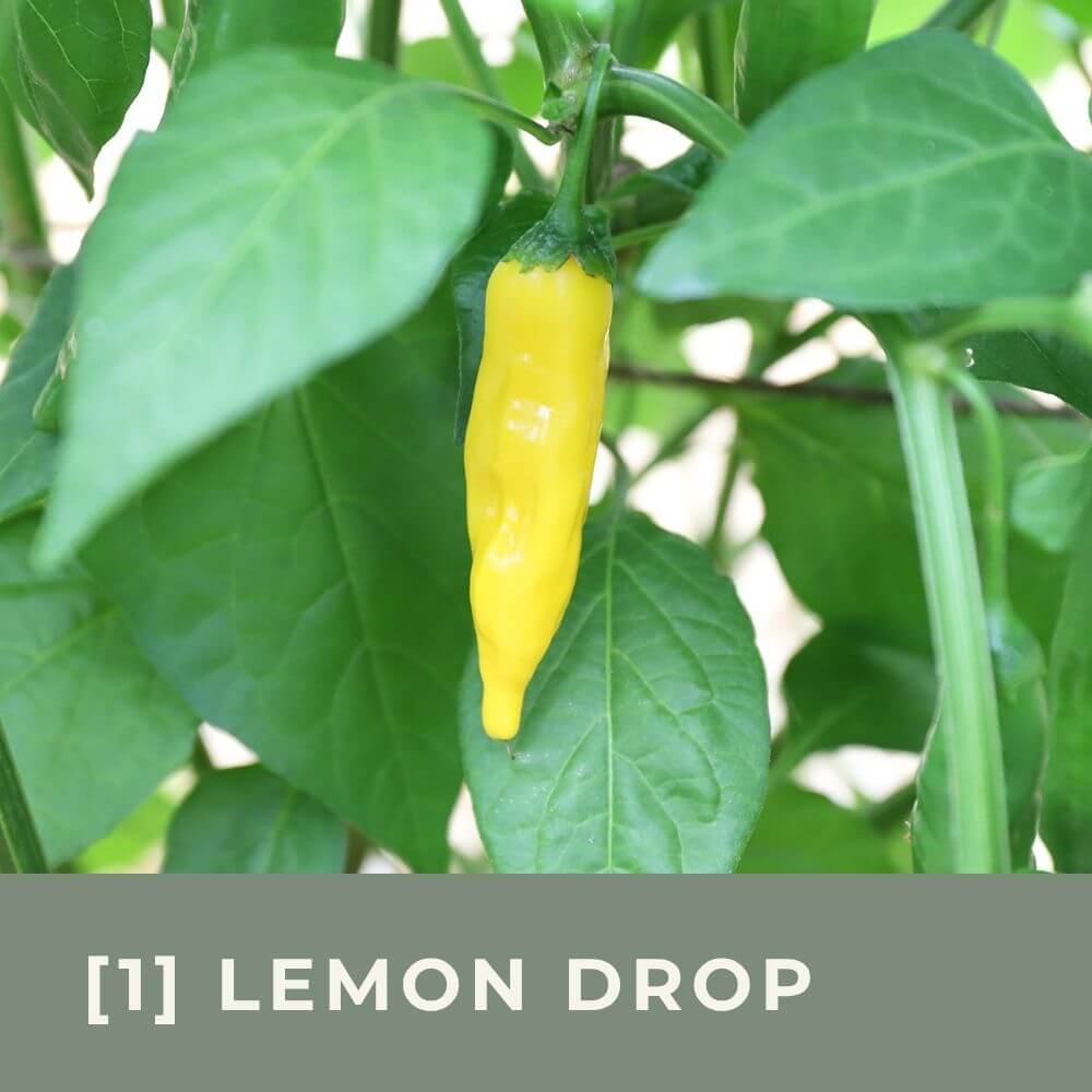 Zur Anzuchtanleitung für Lemon Drop Chili