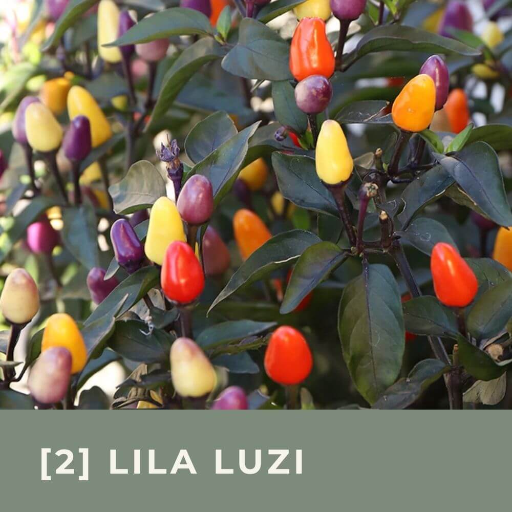 Zur Anzuchtanleitung für Chili Lila Luzi