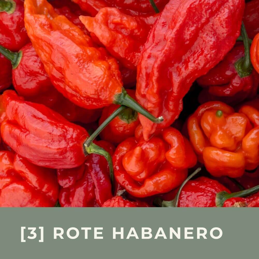 Zur Anzuchtanleitung für Chili Rote Habanero