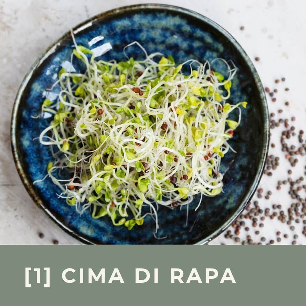 Zu den Infos für Cima-di-rapa-Keimsprossen