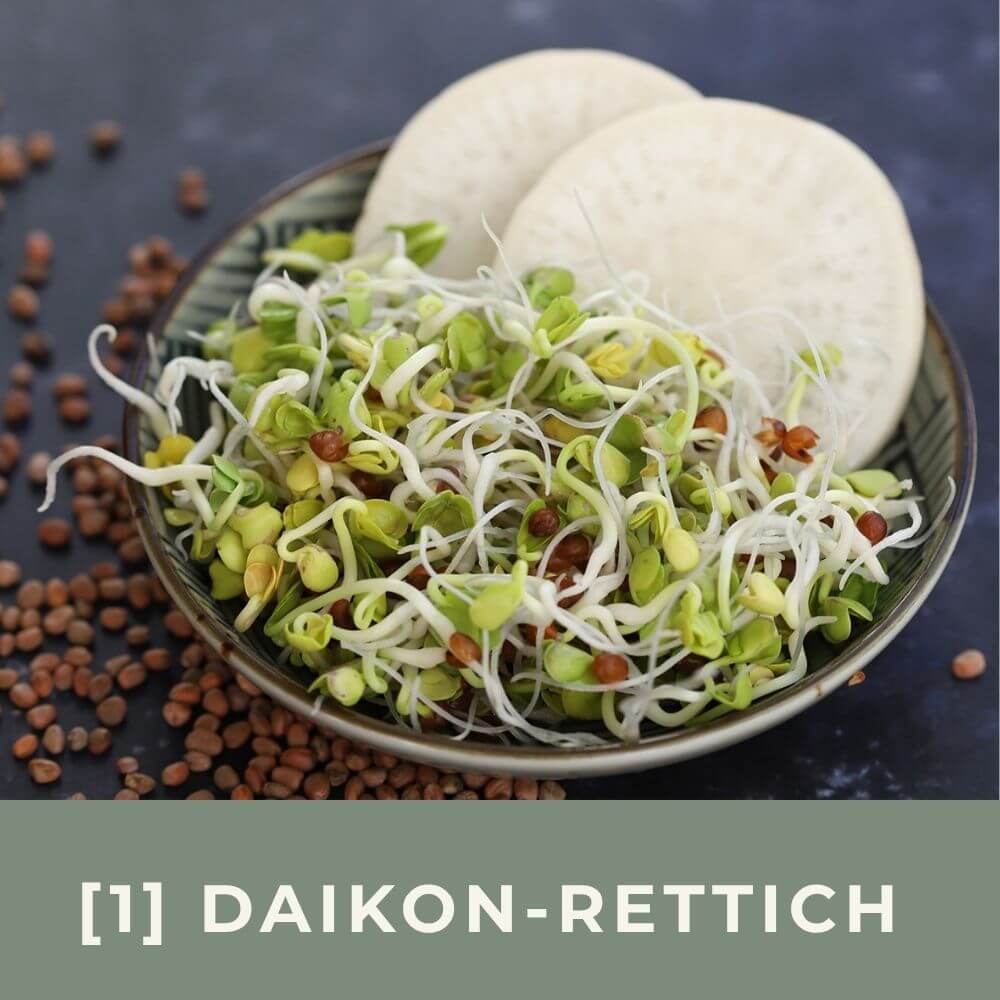 Zu den Infos für Daikon-Rettich-Sprossen