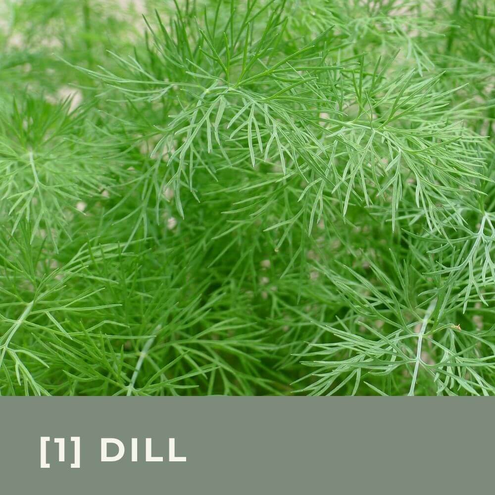 Zur Anzuchtanleitung für Dill