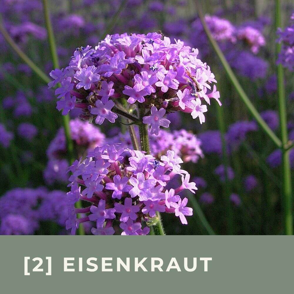 Zur Anzuchtanleitung für Eisenkraut