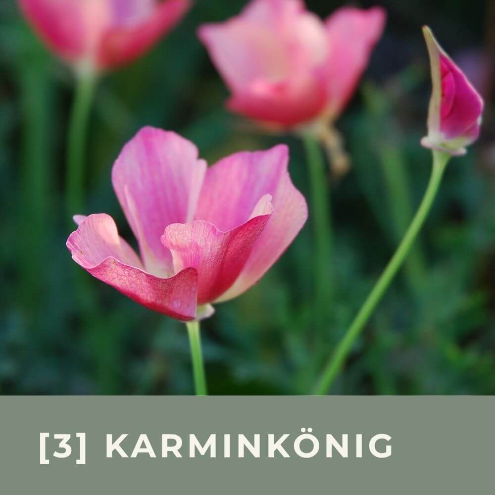 Zur Anzuchtanleitung für den Goldmohn Karminkönig