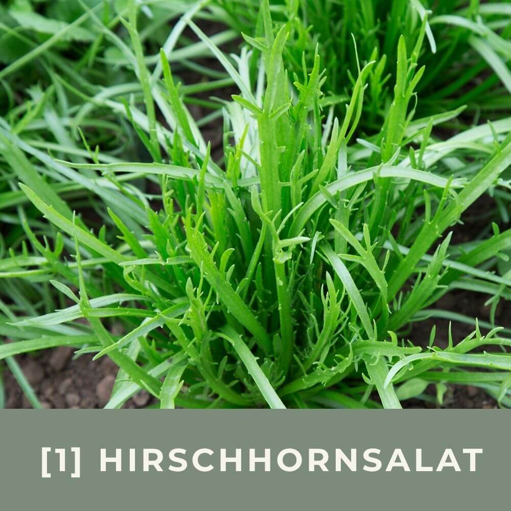 Zur Anzuchtanleitung für Hirschhornsalat
