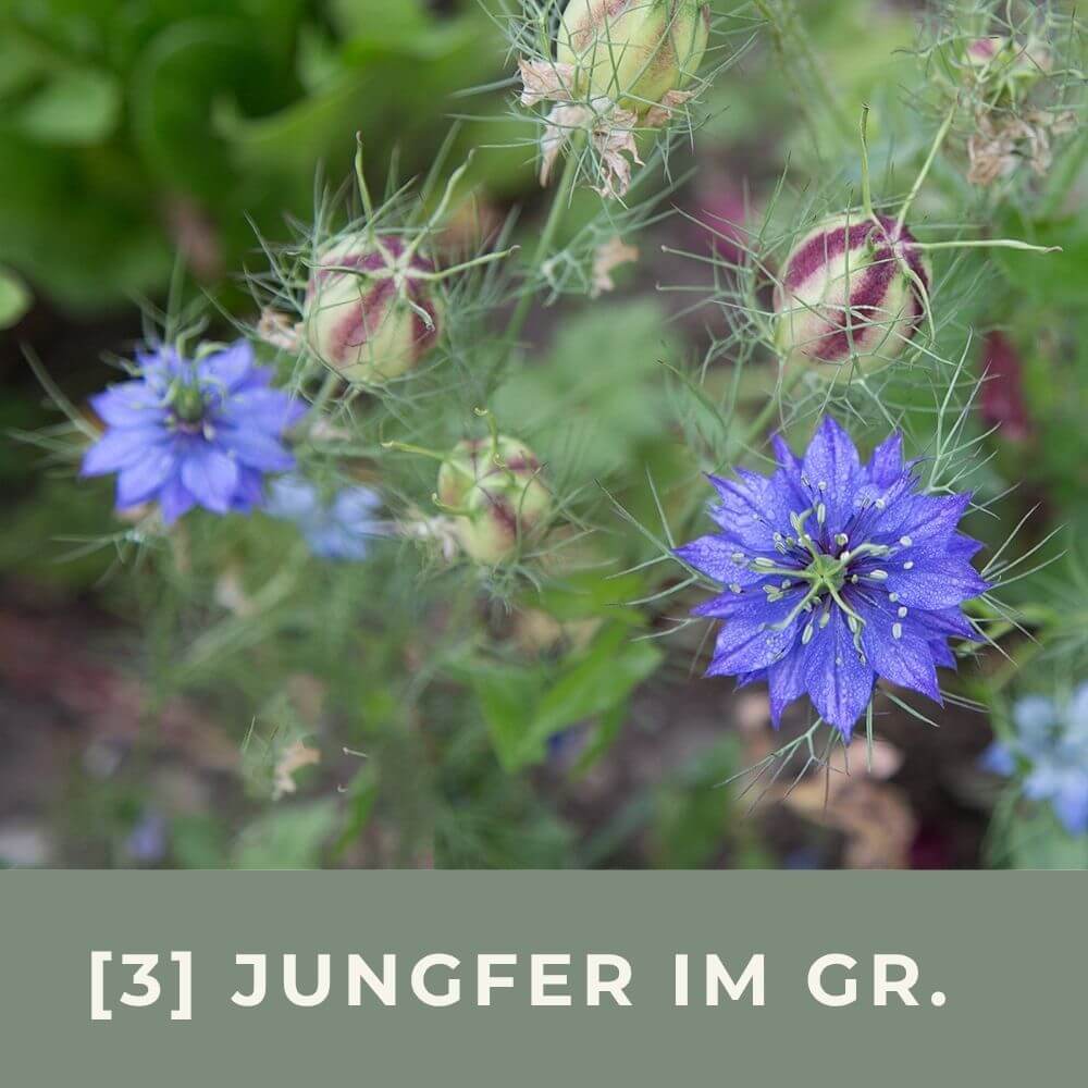 Zur Anzuchtanleitung für die Jungfer im Grünen