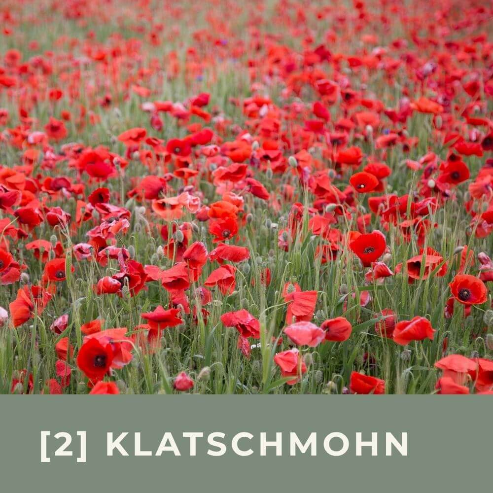 Zur Anzuchtanleitung für den Klatschmohn
