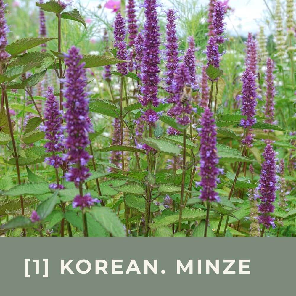 Zur Anzuchtanleitung für Koreanische Minze