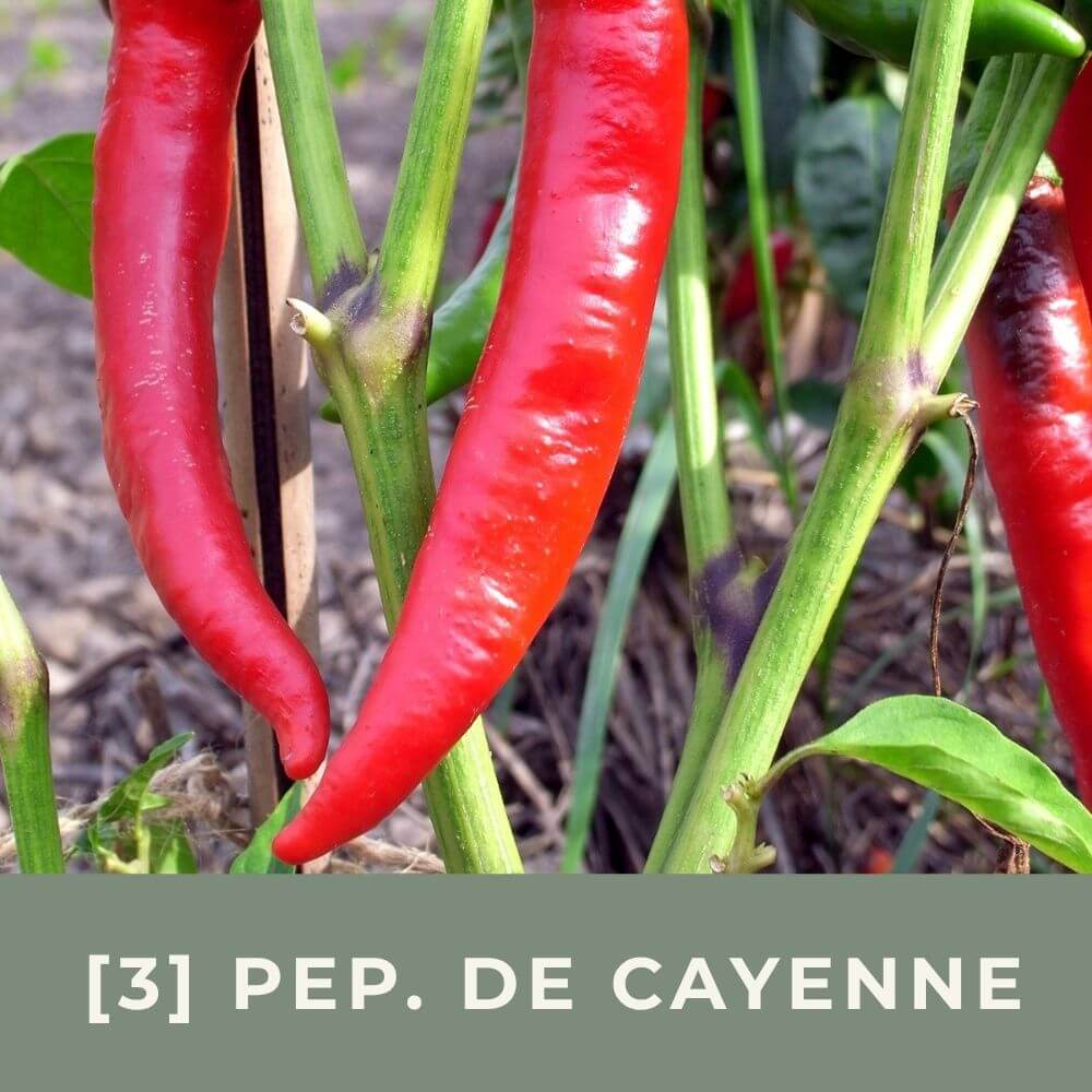 Zur Anzuchtanleitung für Peperoni de Cayenne