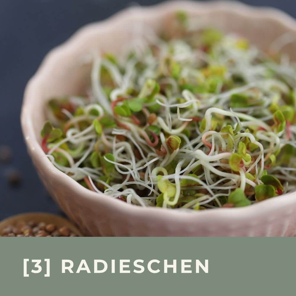 Zu den Infos für Radieschen-Keimsprossen