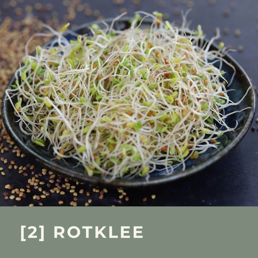 Zu den Infos für Rotklee-Keimsprossen