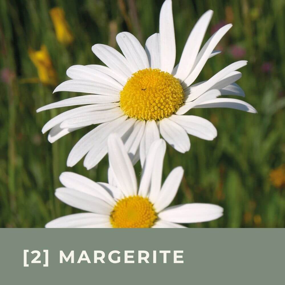 Zur Anzuchtanleitung für die Wiesenmargerite