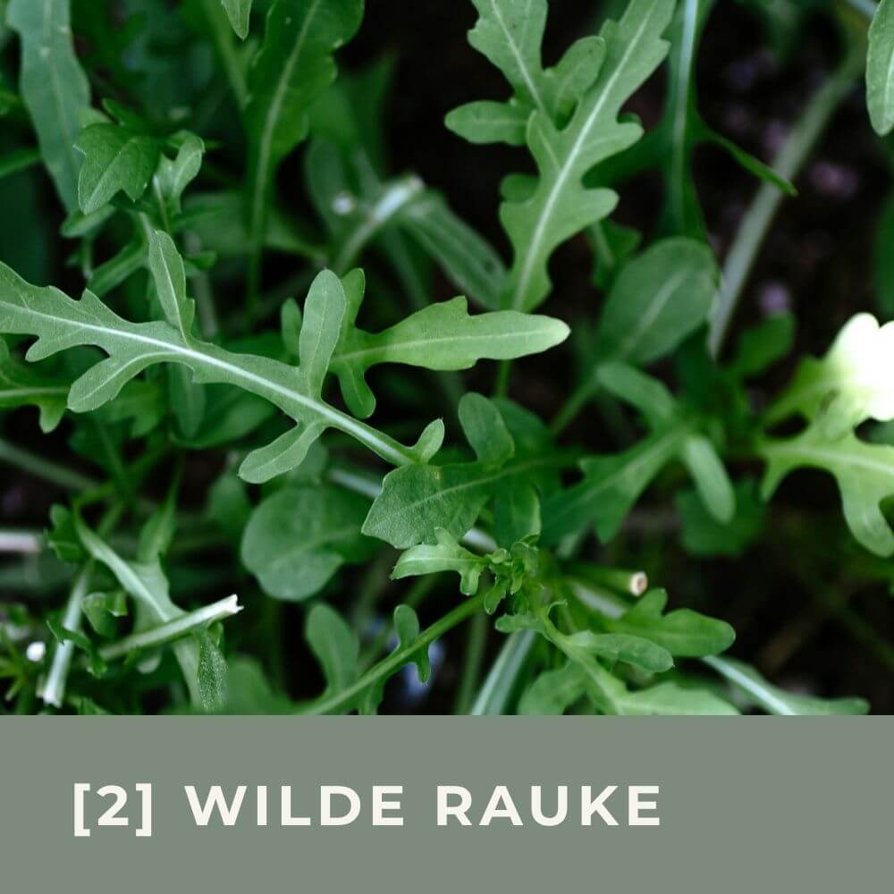 Zur Anzuchtanleitung für Wilde Rauke/ Rucola