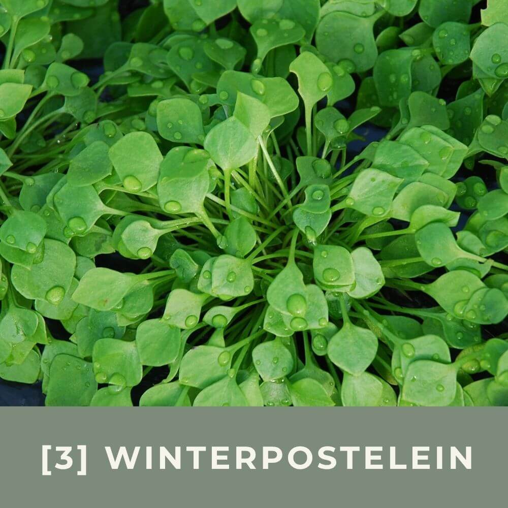 Zur Anzuchtanleitung für Winterpostelein