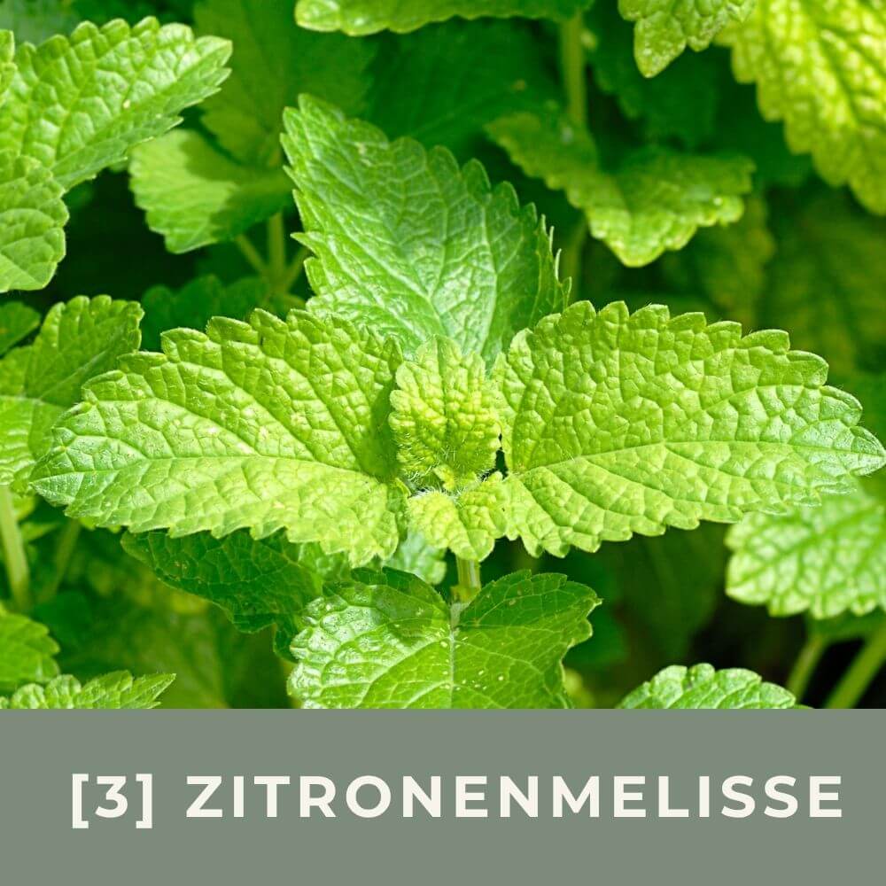 Zur Anzuchtanleitung für Zitronenmelisse