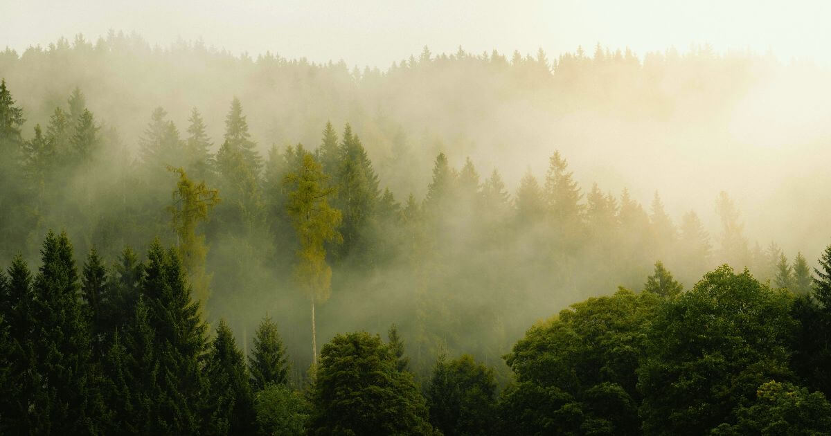 Nebel liegt über einem ruhigen Wald – ein symbolisches Bild für frühe Warnsignale der Psyche und das behutsame Erkennen psychischer Belastungen.