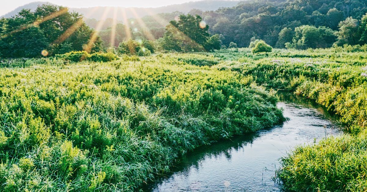 Ein ruhiger Bachlauf durch eine grüne Landschaft im Sonnenlicht – symbolisches Bild für die Grenzen der Psychotherapie und den geschützten Rahmen, den sie bietet.