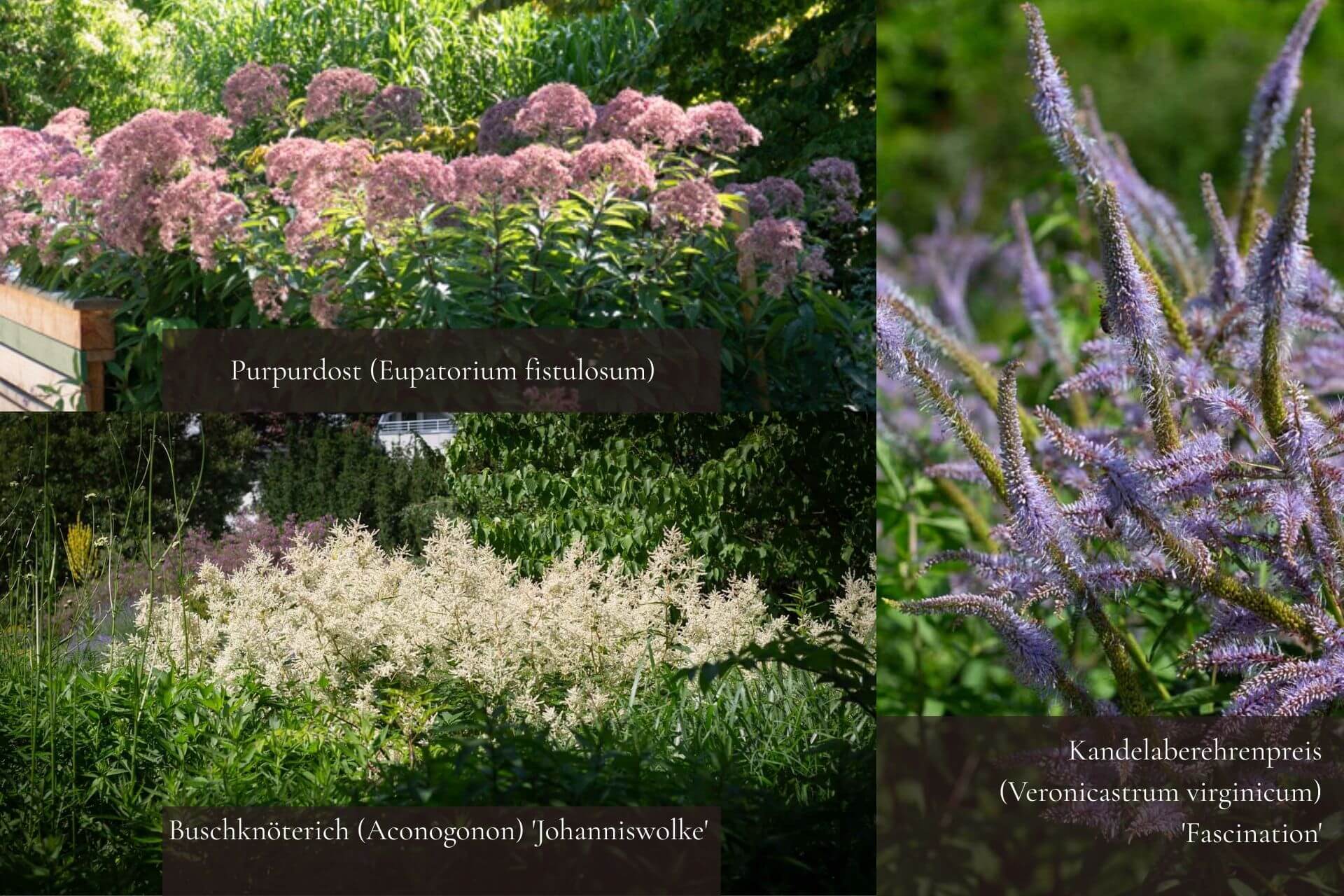 barbara rainer sichtschutz gras 1