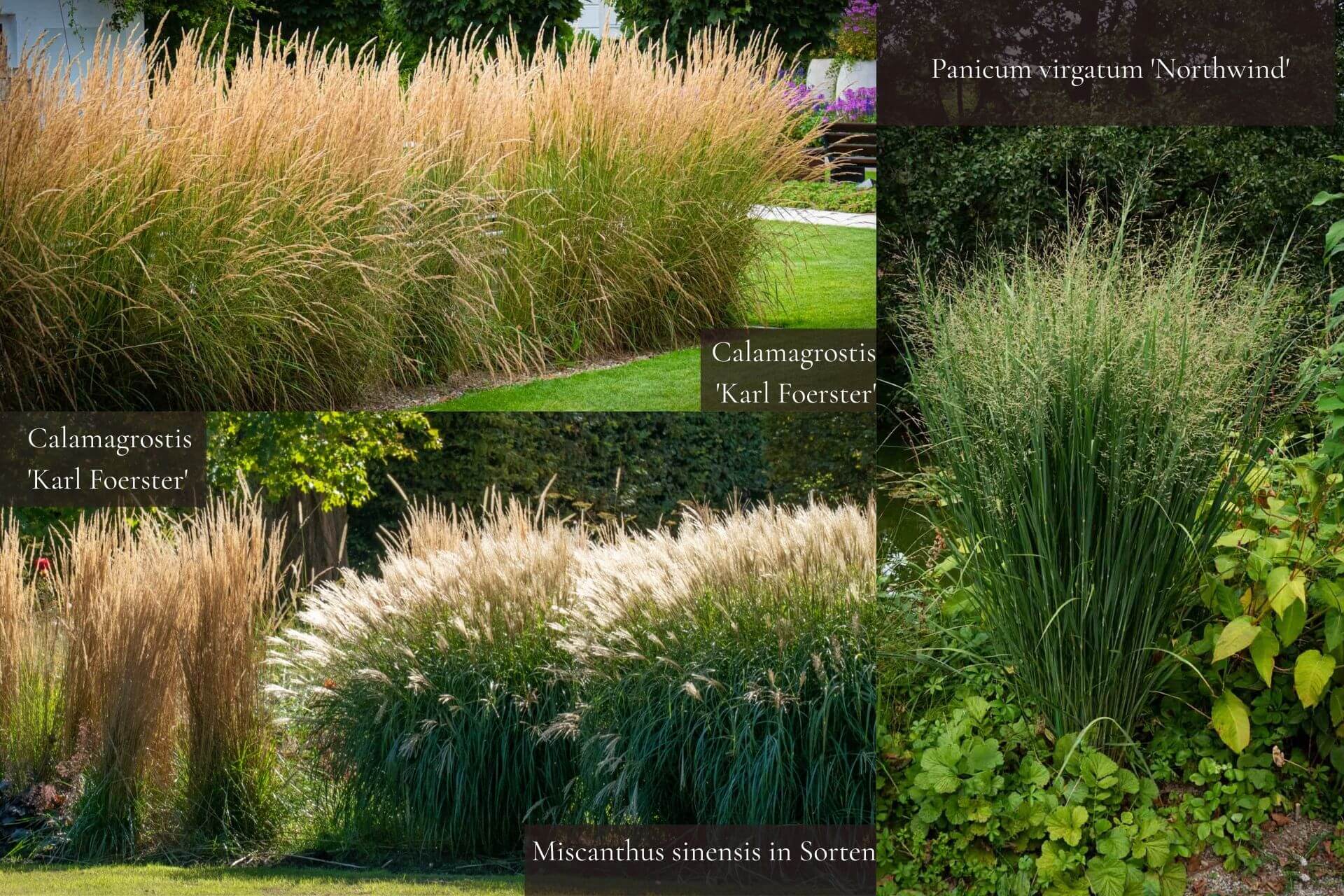 barbara rainer sichtschutz gras 2