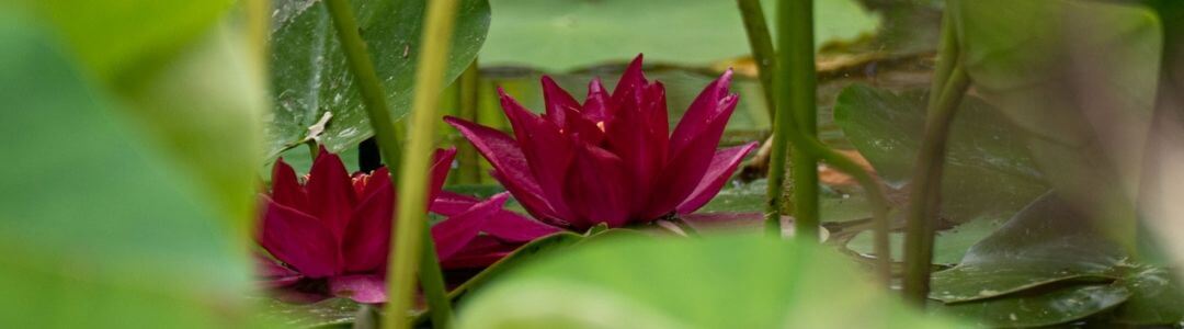 barbara rainer gartenteich 4