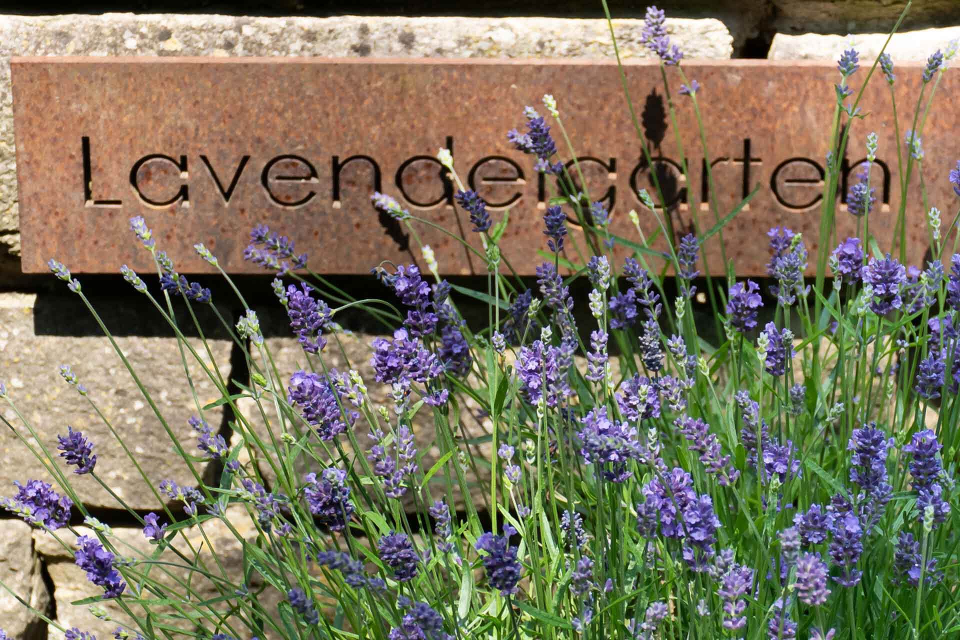 Lavendel pflanzen und pflegen – Tipps für einen gesunden Garten