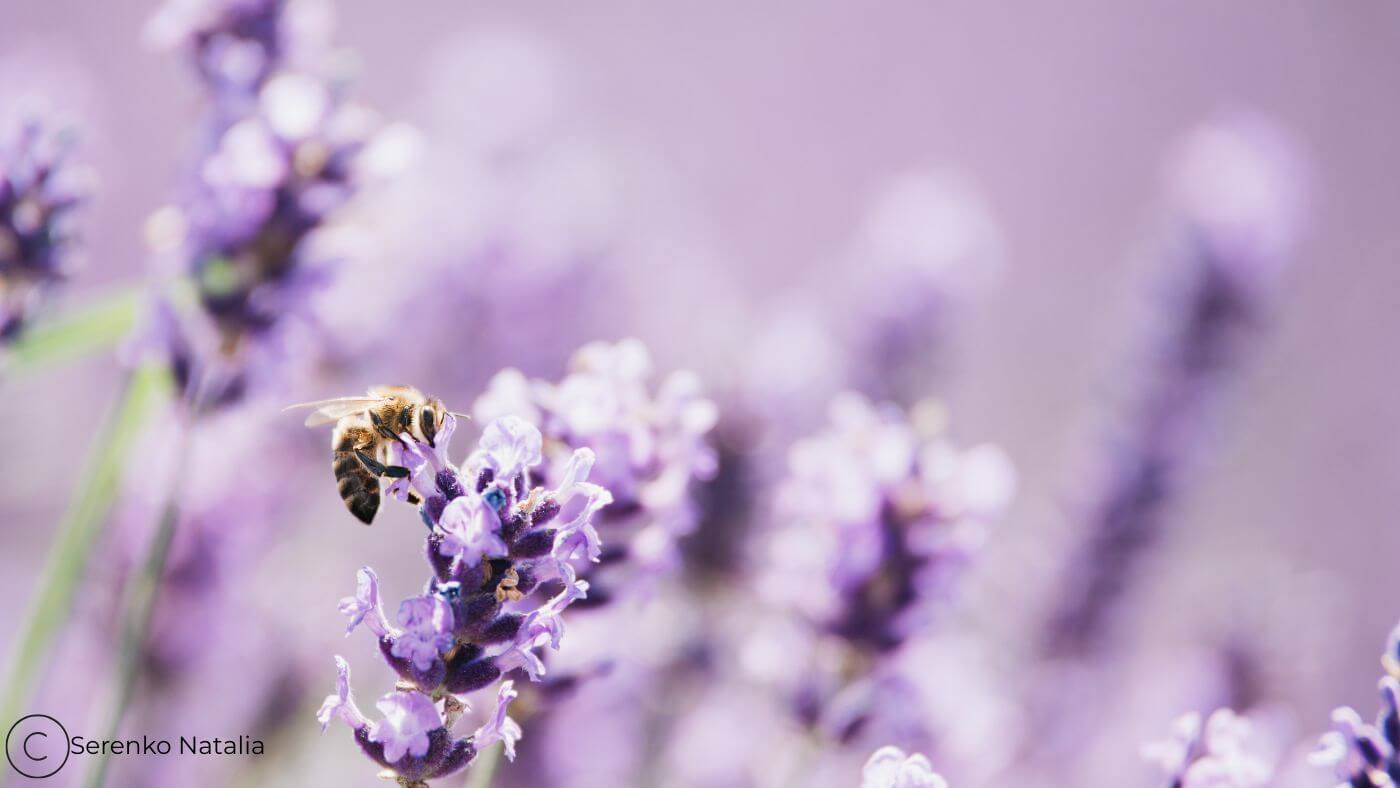 barbara rainer lavendel 2