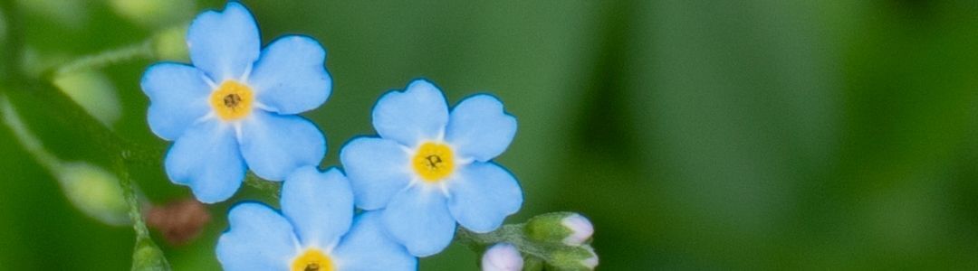 barbara rainer teichpflanzen 1