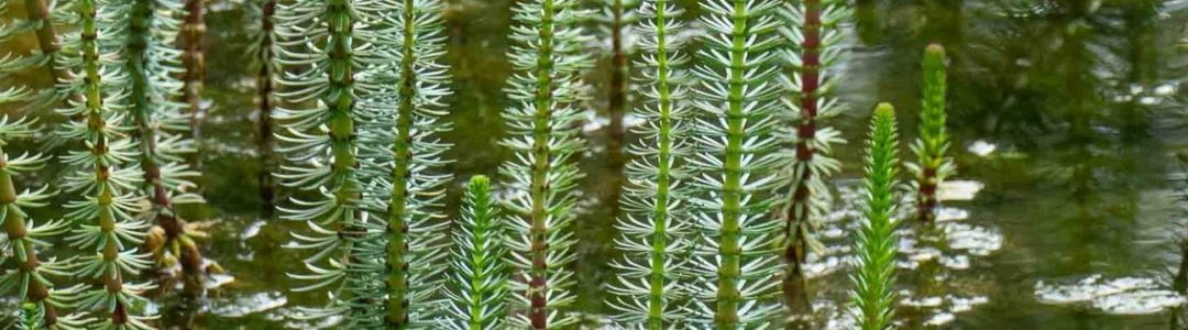 barbara rainer teichpflanzen 2