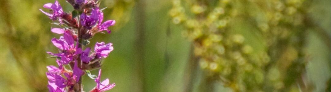 barbara rainer teichpflanzen 3