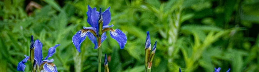 barbara rainer teichpflanzen 4