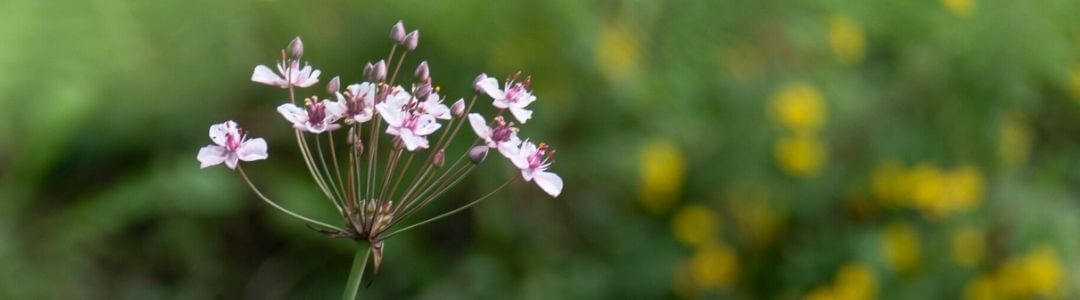 barbara rainer teichpflanzen 5