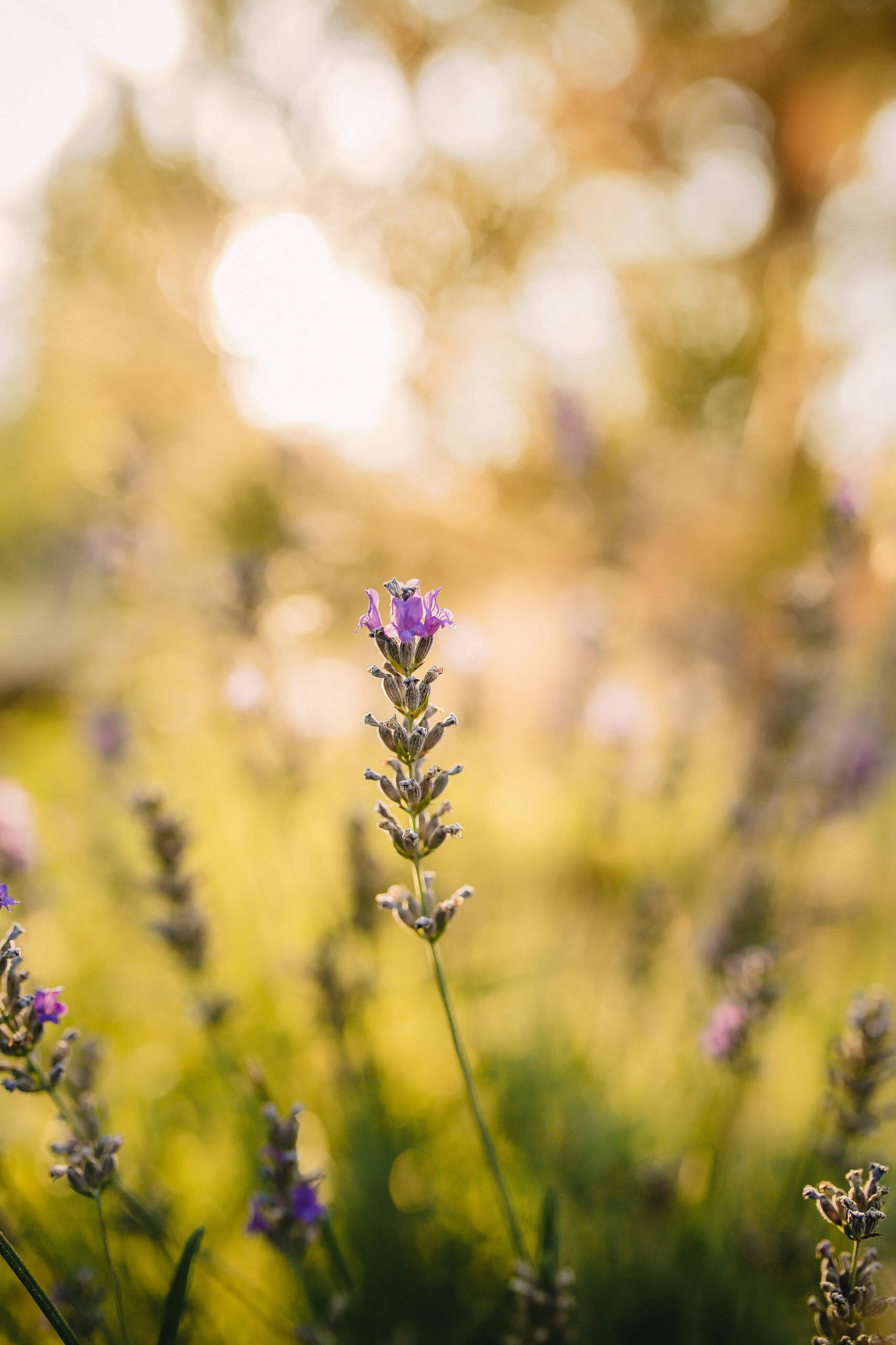 Post-biodynamische craniosacrale Berührung