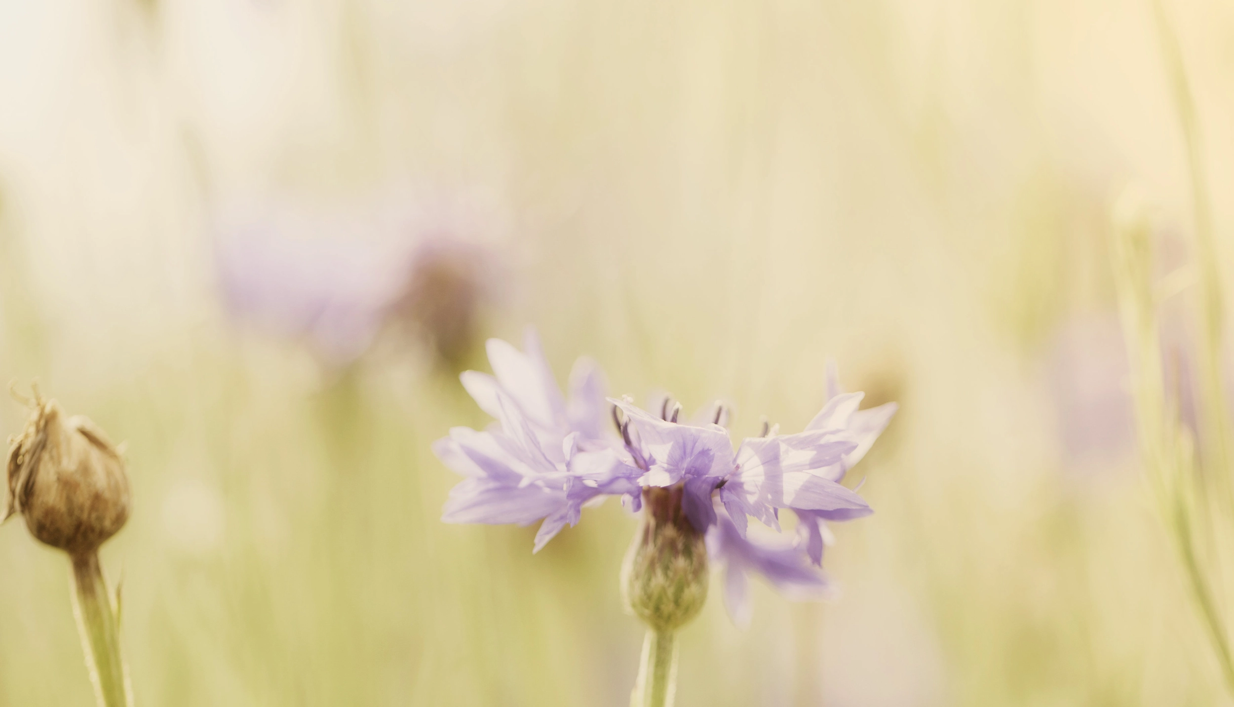 Spiritualität im Alltag leben – 10 Inspirationen für mehr Erfüllung, Tiefe und Verbundenheit