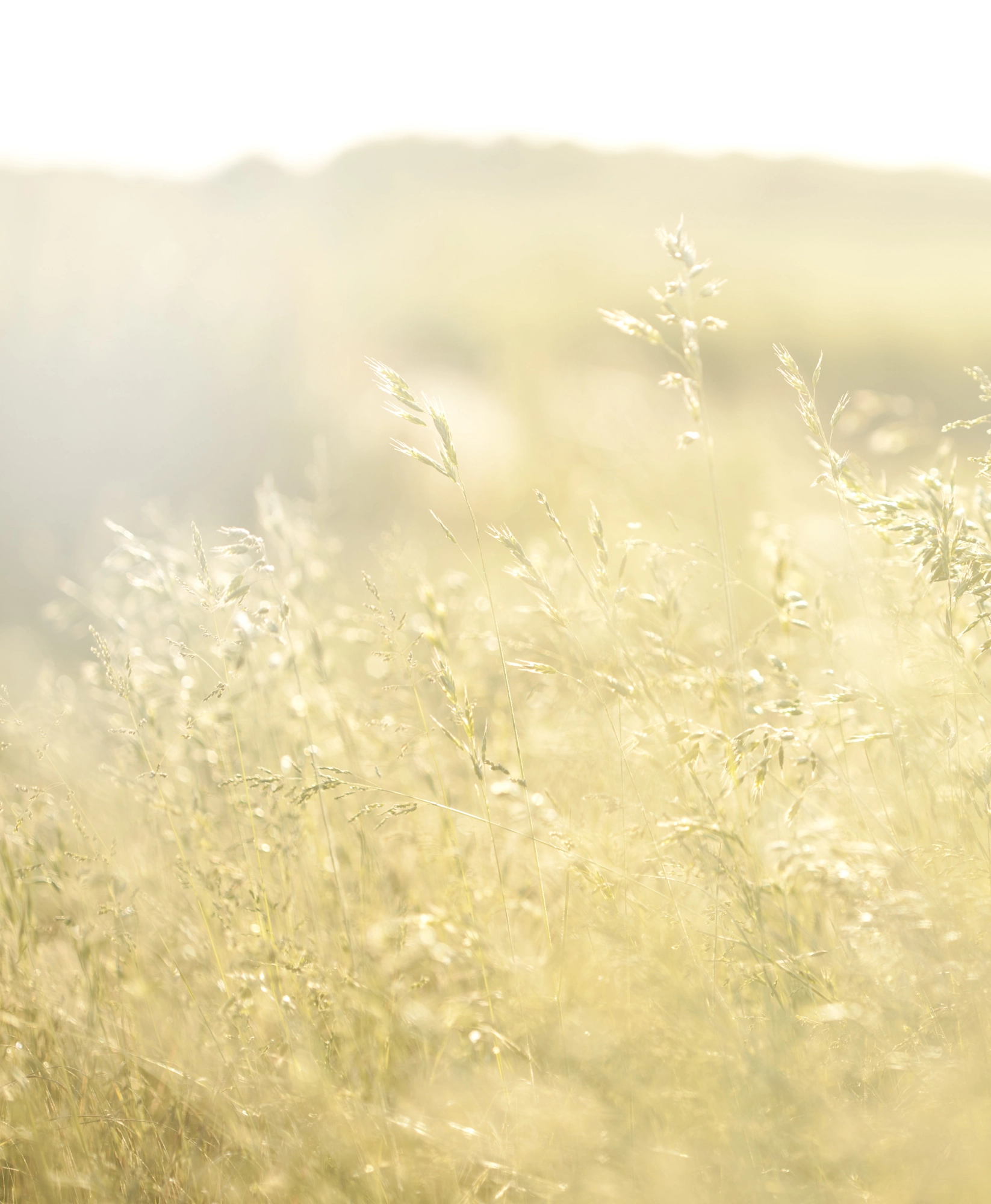 Spirituelles Erwachen und Verkörperung: Stille sein, Liebe sein