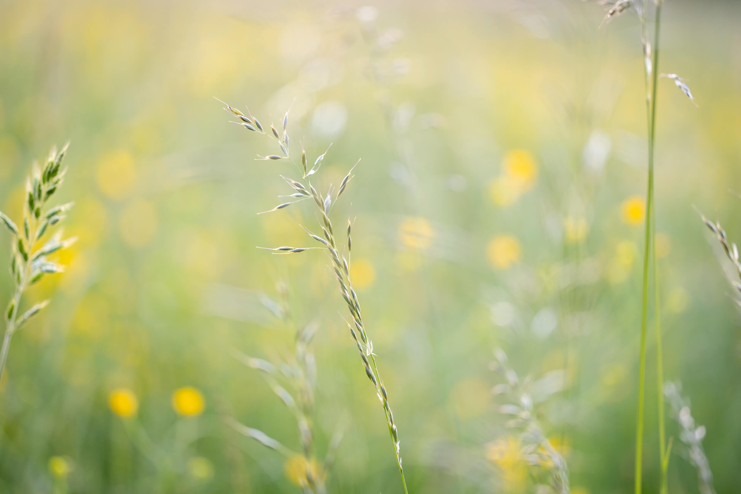Die Reise zurück zu uns Selbst