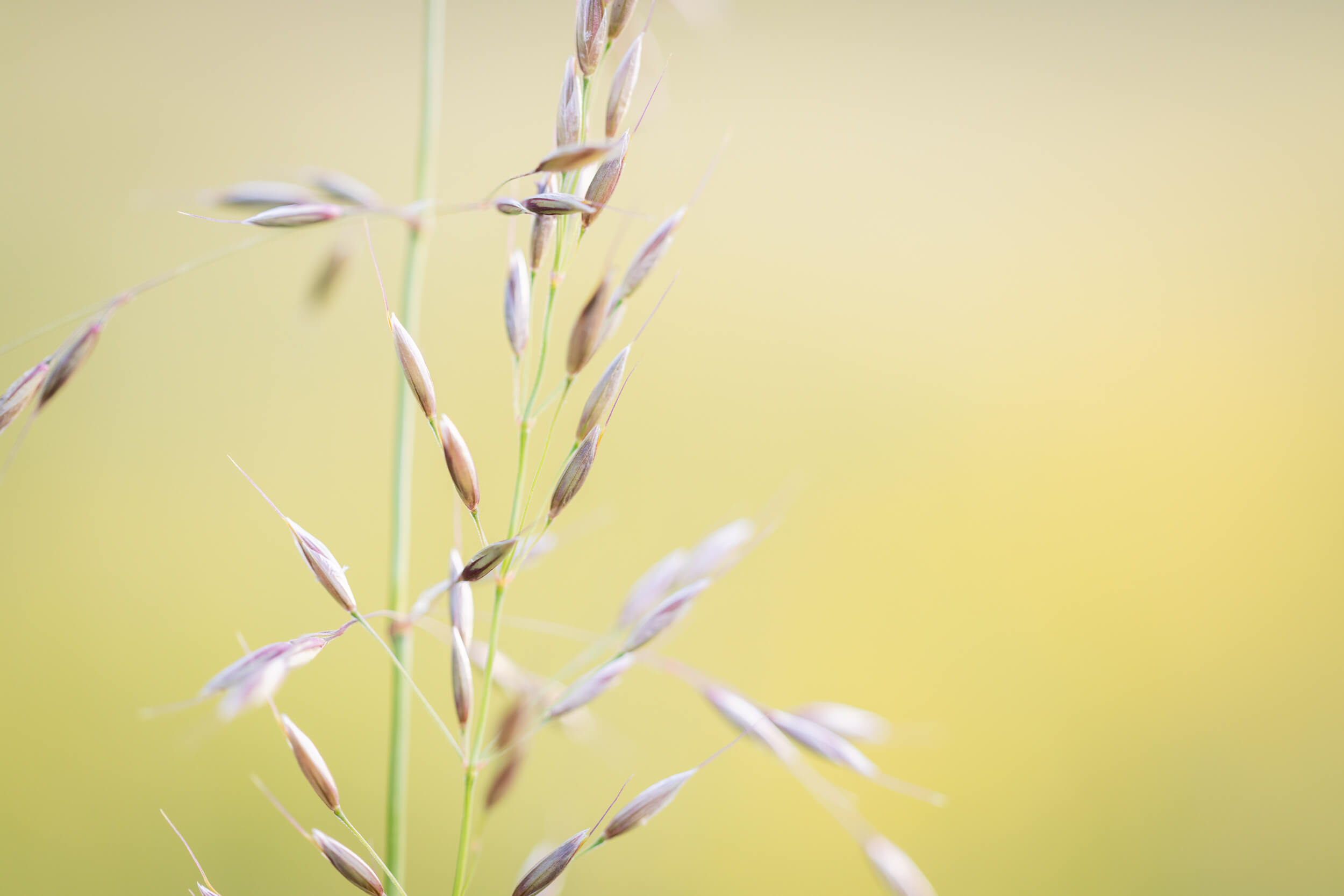 Verkörpern - Dein Leben als wache Präsenz leben