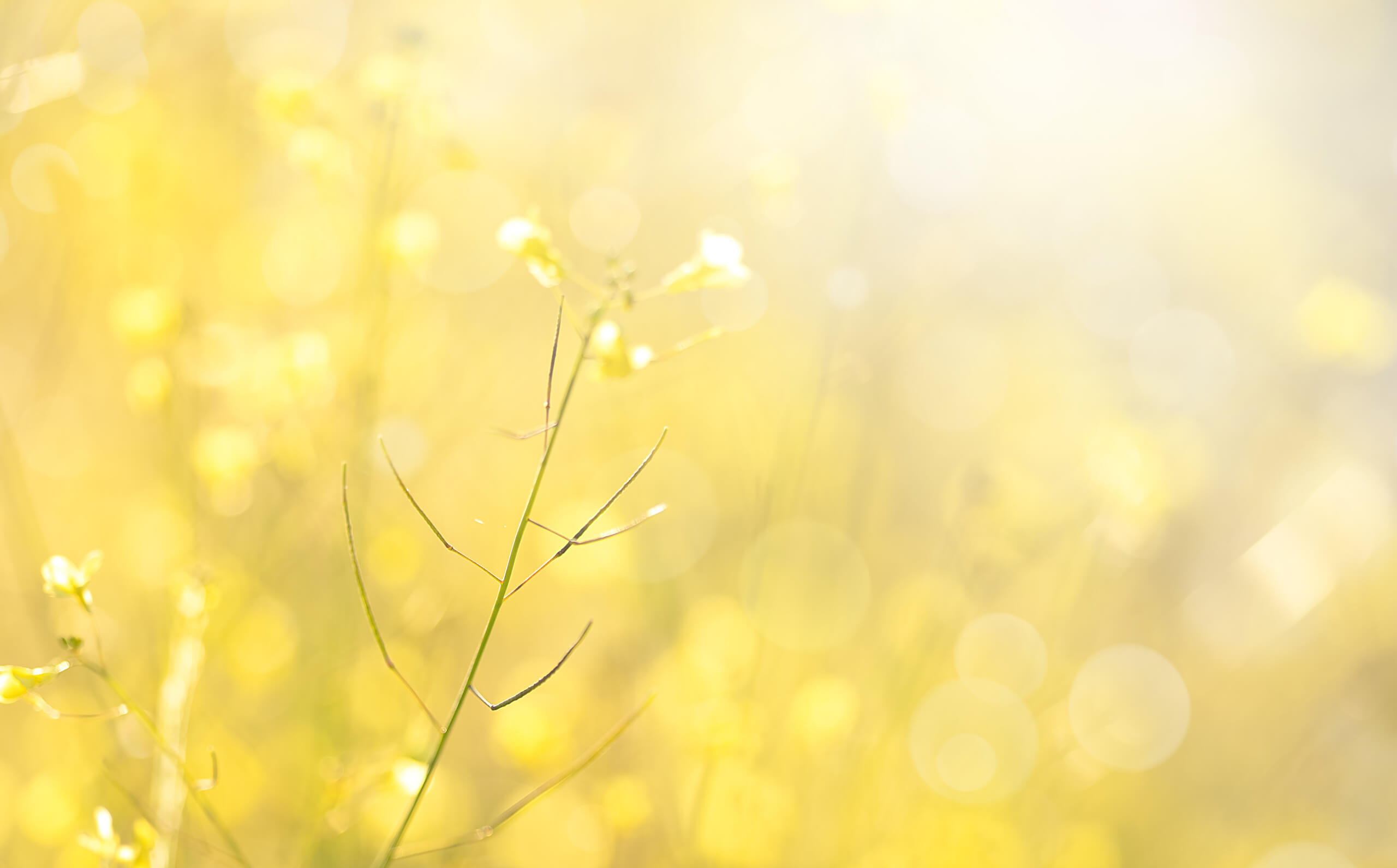 Liebe und Präsenz – eine sichere Beziehung als Fundament