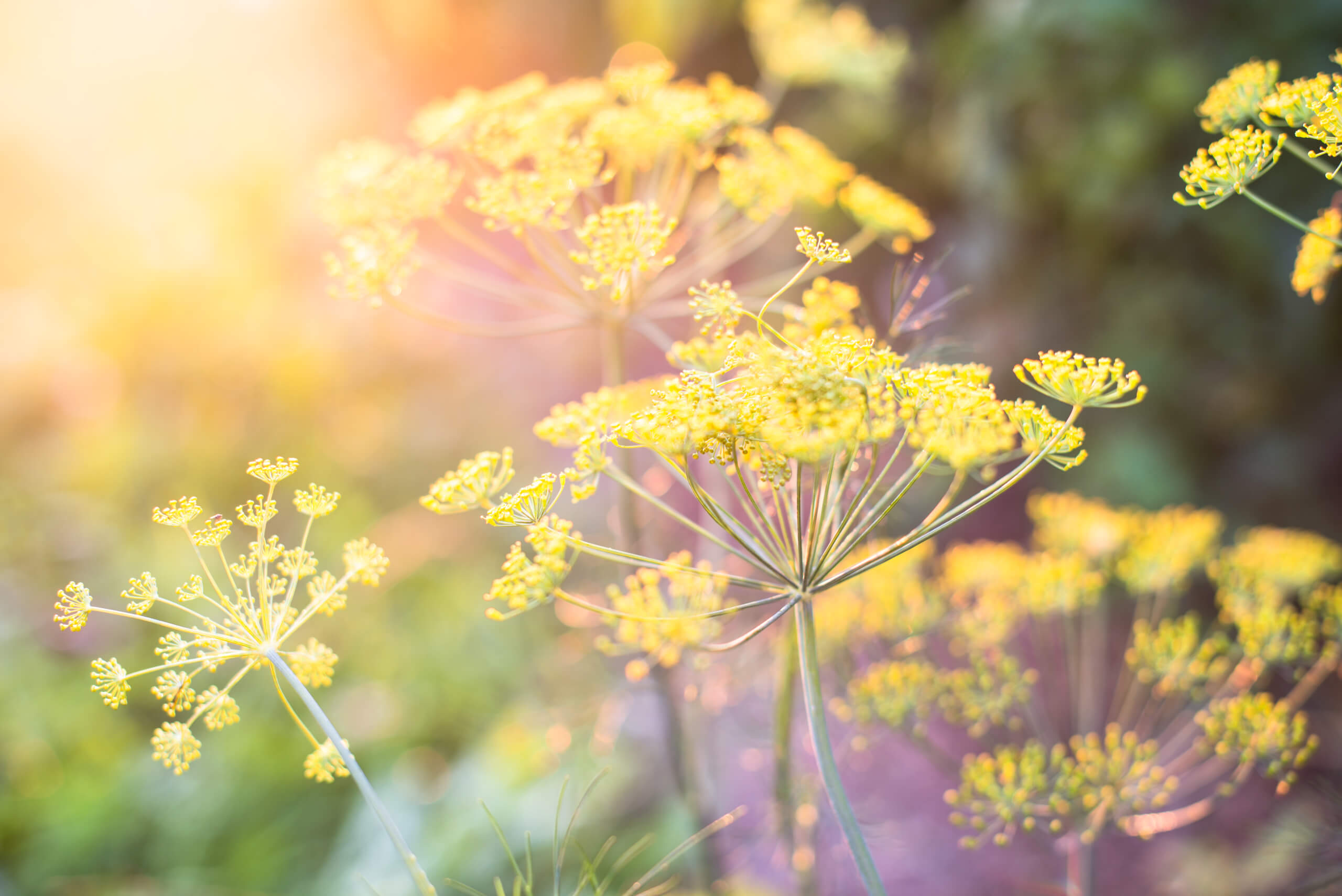 Achtsamkeitsbasierte Körperpsychotherapie