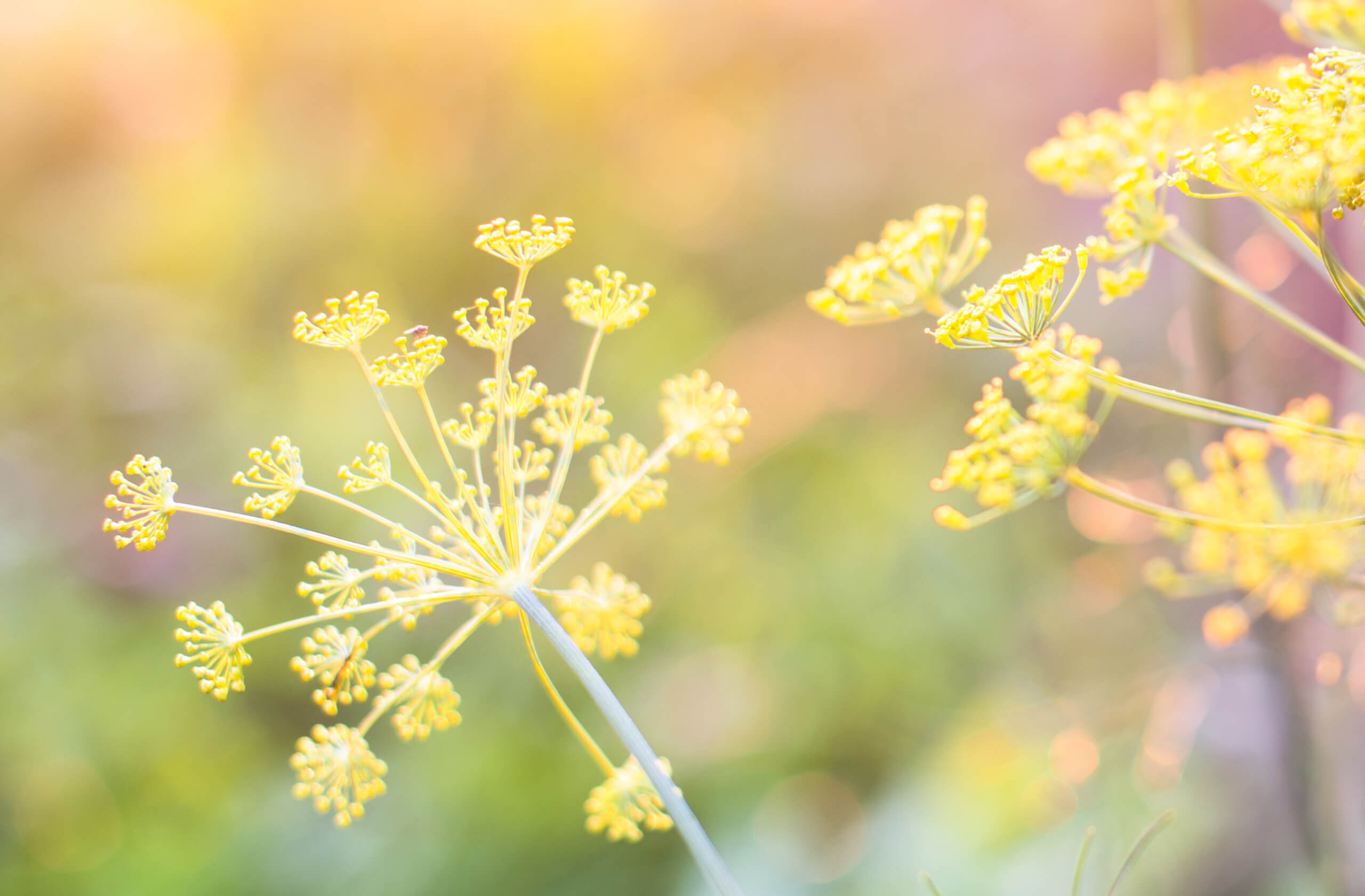 Achtsamkeitsbasierte Körperpsychotherapie