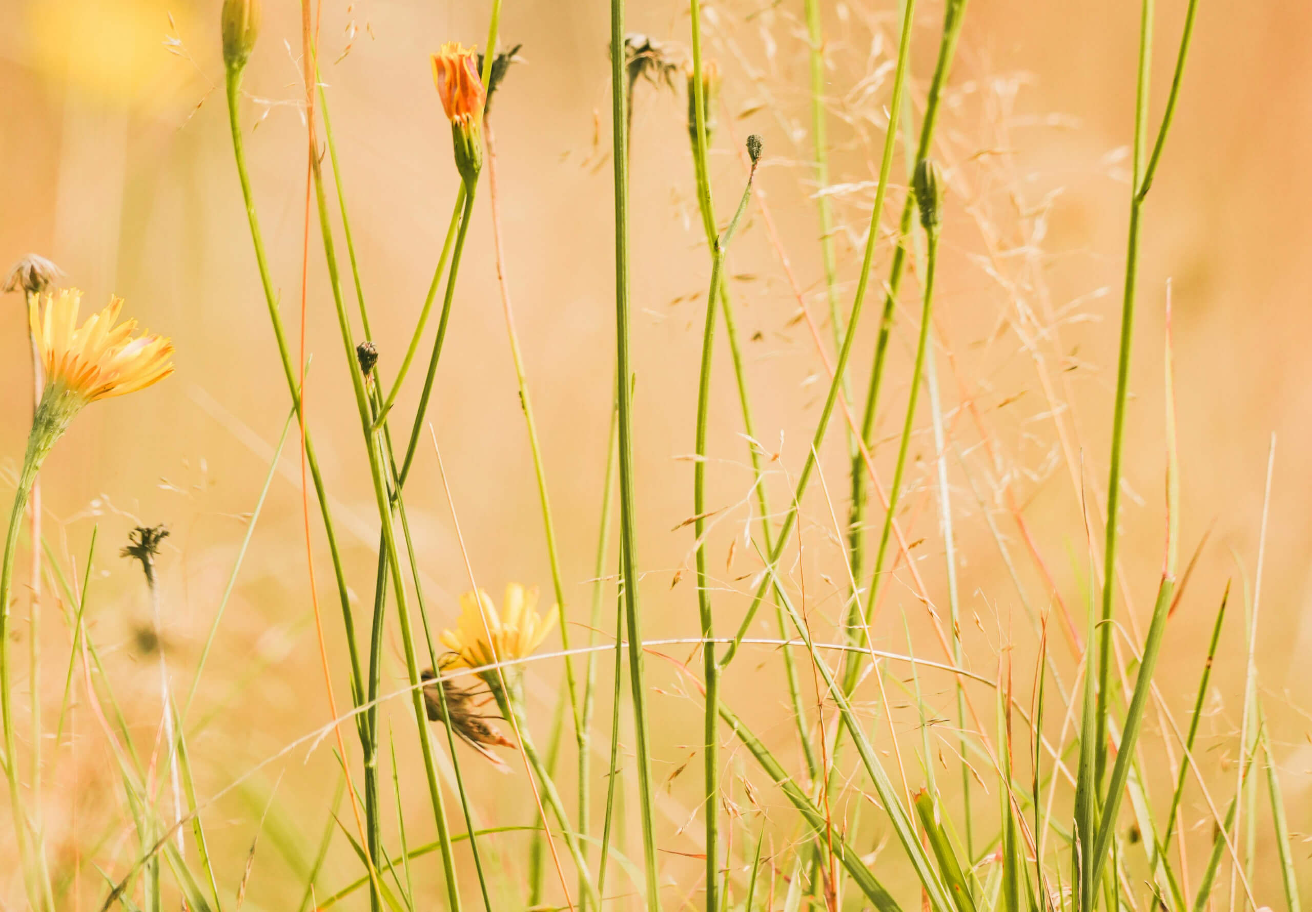 Hakomi – Achtsamkeitsbasierte Körperpsychotherapie