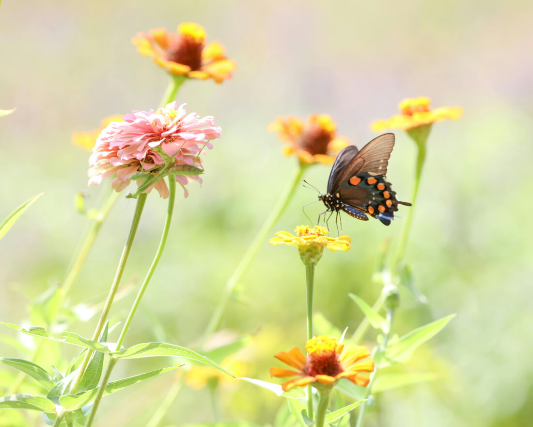 Feeling and Embodying Emotions from the Stillness of Awakened Being