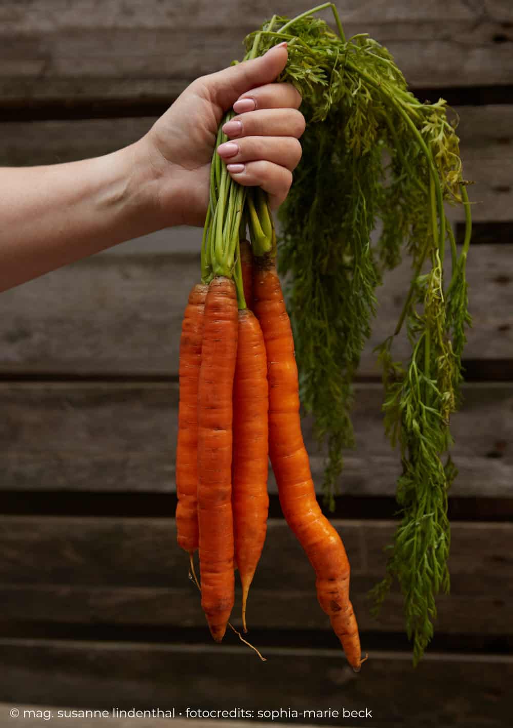 20230802 Karotten ein Augentonikum Karotten mit Kraut in meiner Hand Hochformat