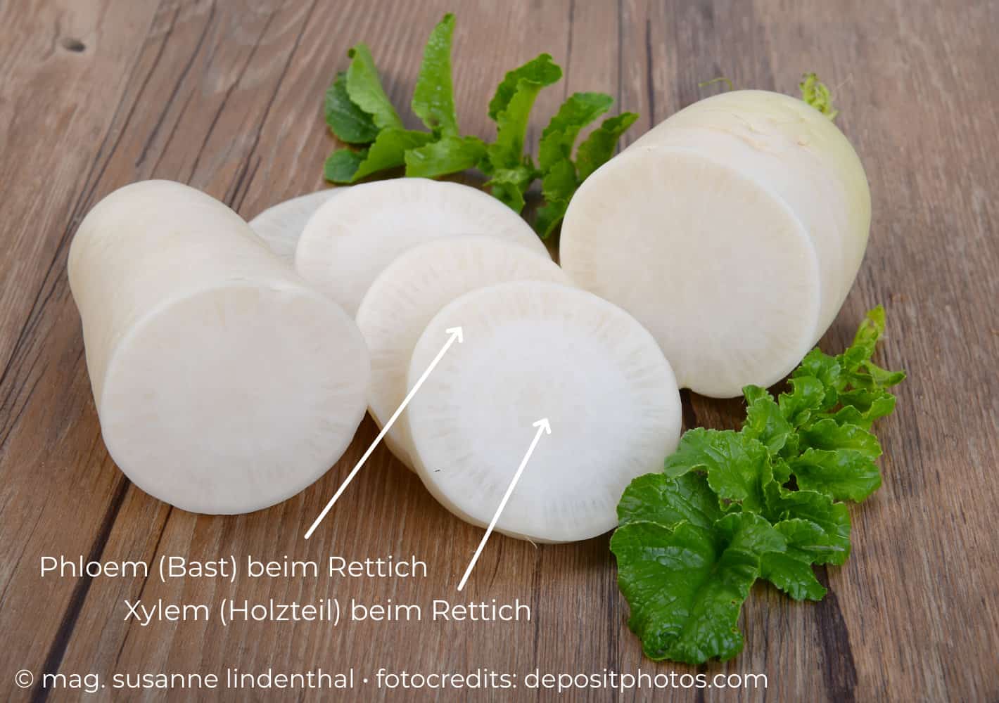 20230802 Karotten ein Augentonikum Phloem und Xyelm beim Rettich