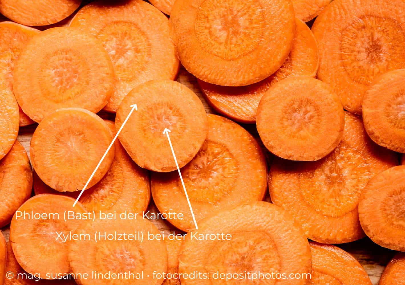 20230802 Karotten ein Augentonikum Phloem und Xylem bei der Karotte