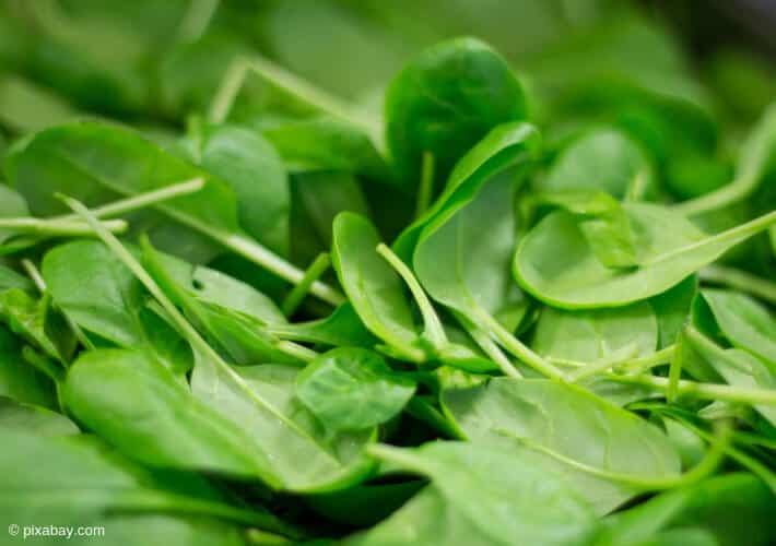20190318 Spinat Mythen Babyspinat